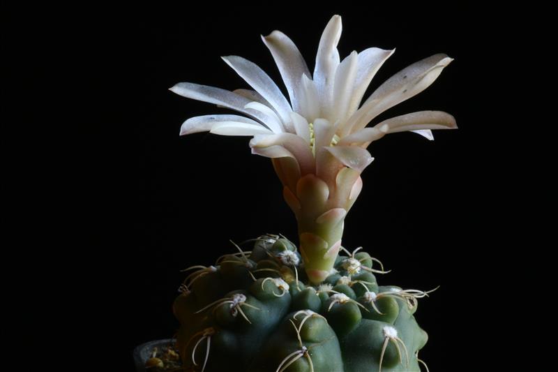 Gymnocalycium altagraciense 