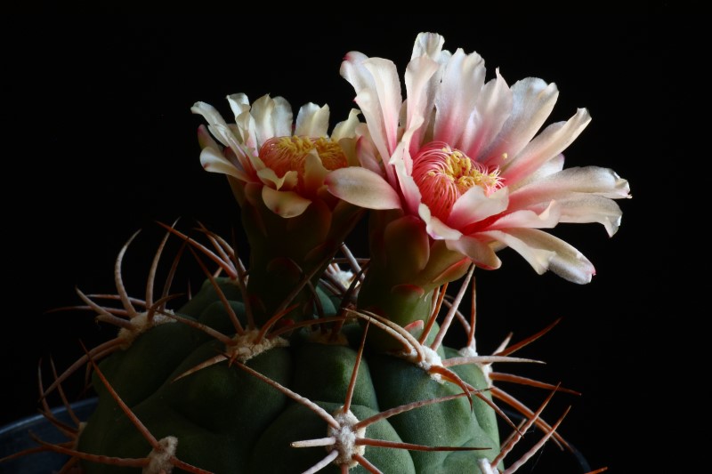 Gymnocalycium ambatoense 