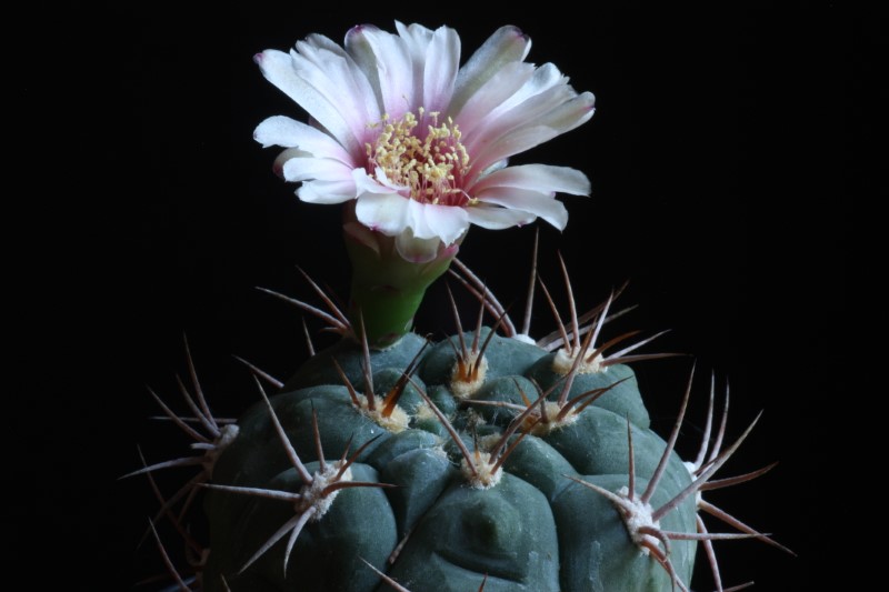 gymnocalycium ambatoense