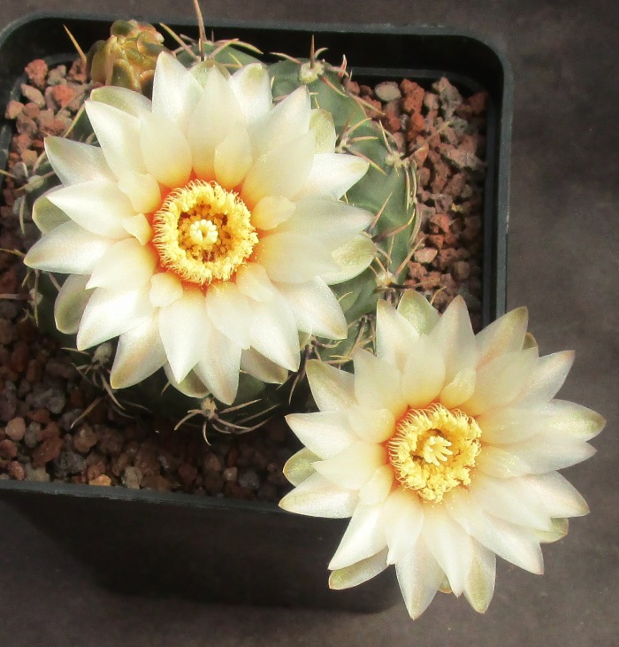 Gymnocalycium amerhauseri 