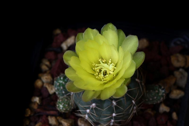 Gymnocalycium andreae 