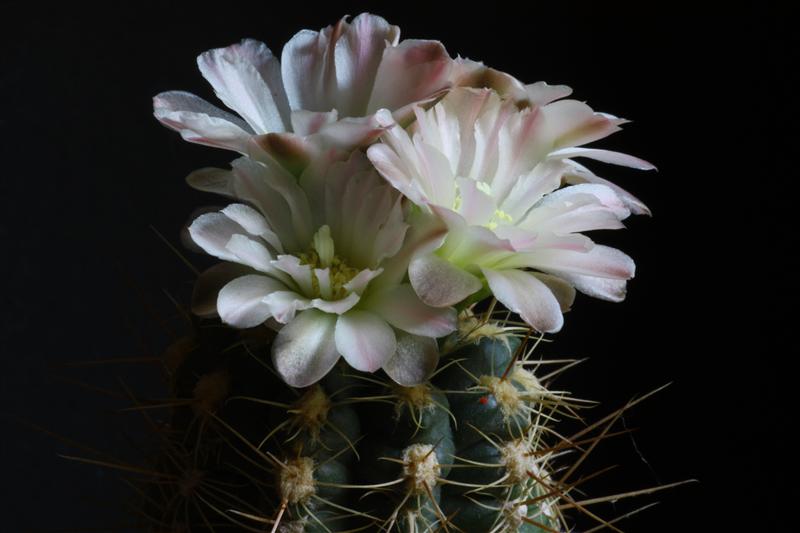 Gymnocalycium andreae v. svecianum 