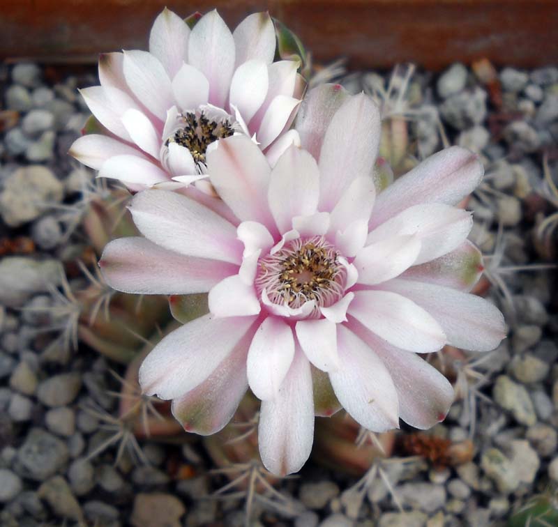 Gymnocalycium anisitsii 