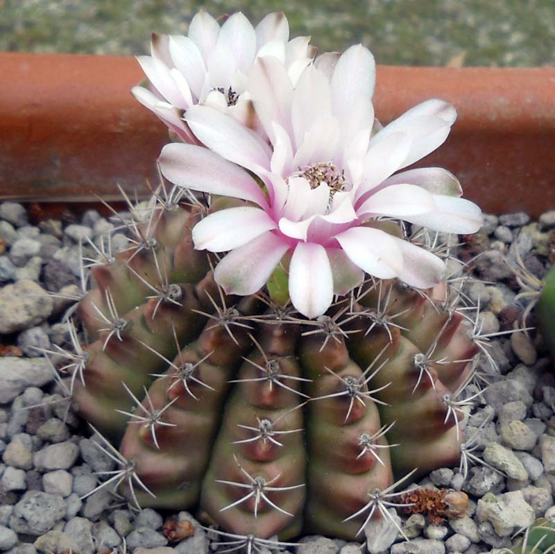 Gymnocalycium anisitsii 