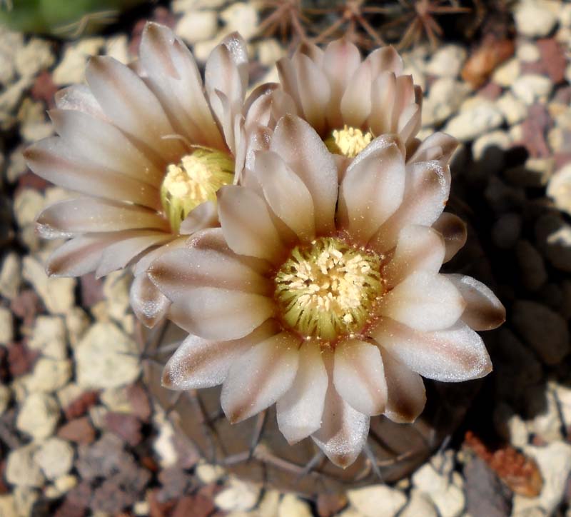 Gymnocalycium asterium v. paucispinum 