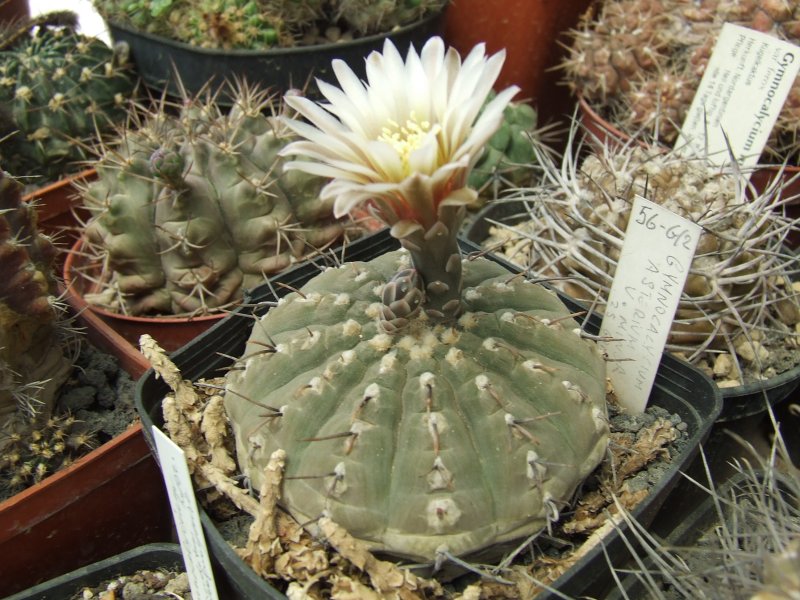 gymnocalycium asterium v. minor