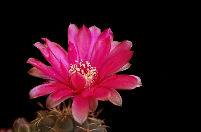 Gymnocalycium baldianum 