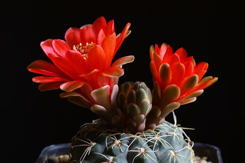 Gymnocalycium baldianum 