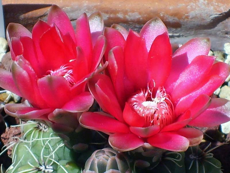 Gymnocalycium baldianum 