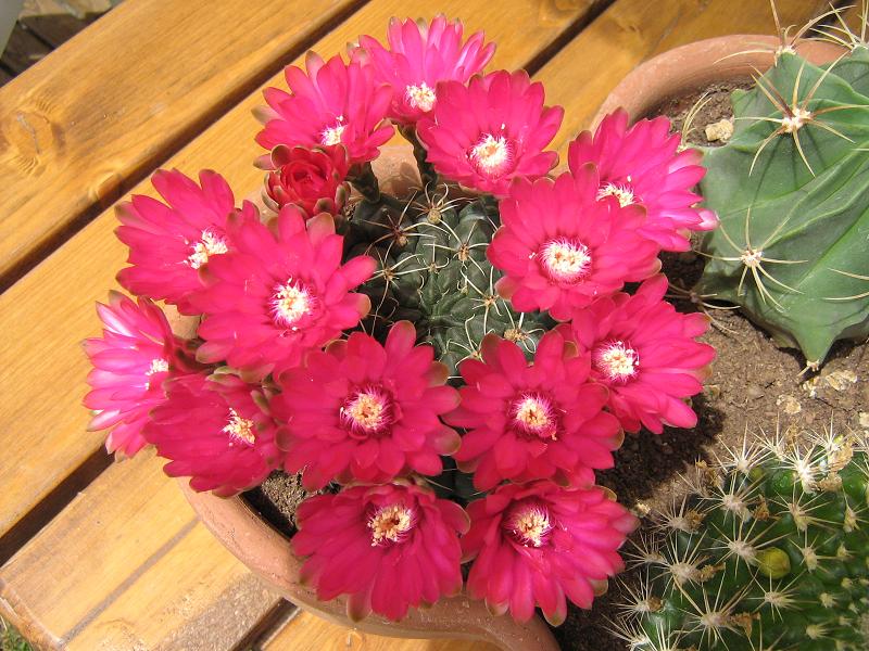 Gymnocalycium baldianum 