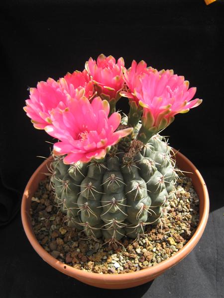 Gymnocalycium baldianum 