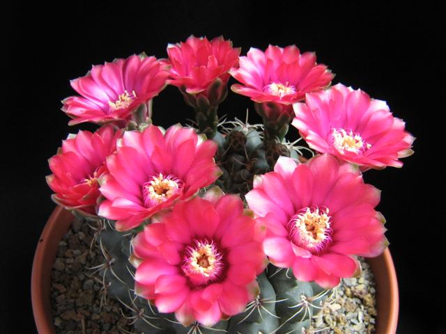 Gymnocalycium baldianum 