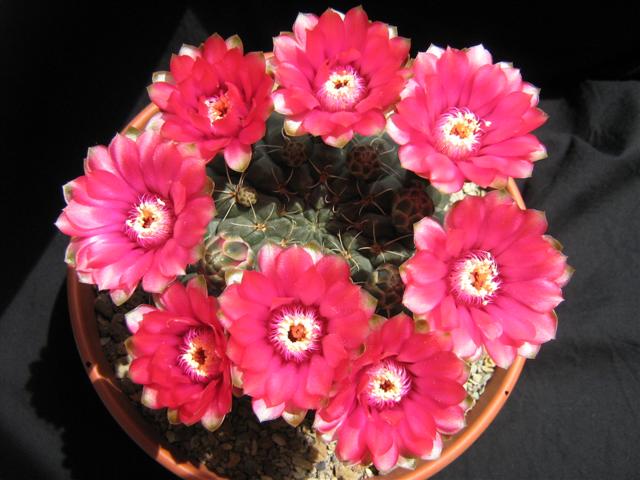 Gymnocalycium Baldianum 