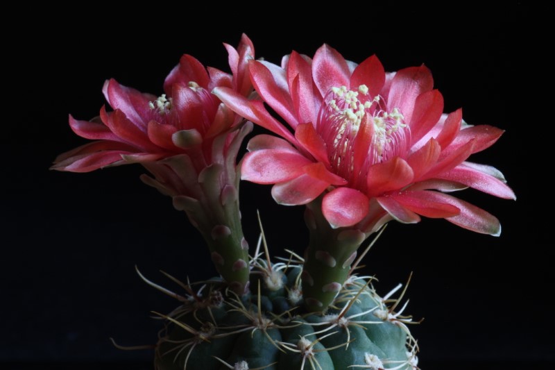 Gymnocalycium baldianum 