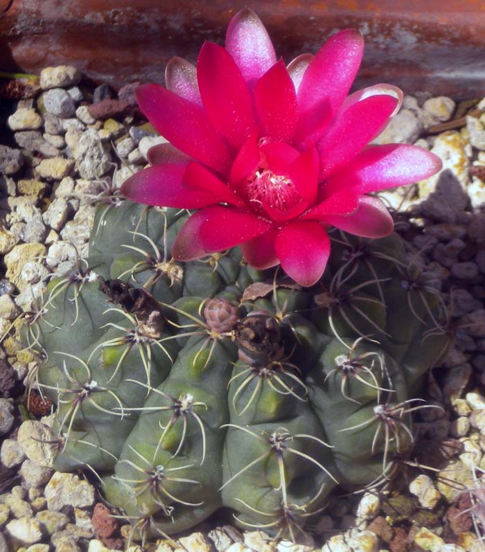 Gymnocalycium baldianum 