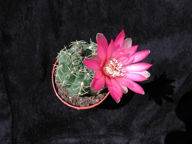 Gymnocalycium baldianum 