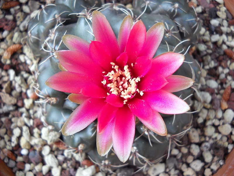 Gymnocalycium baldianum 