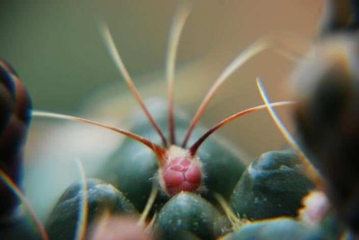 Gymnocalycium baldianum 