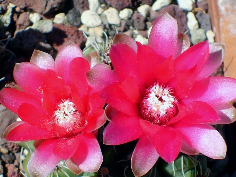 Gymnocalycium baldianum 