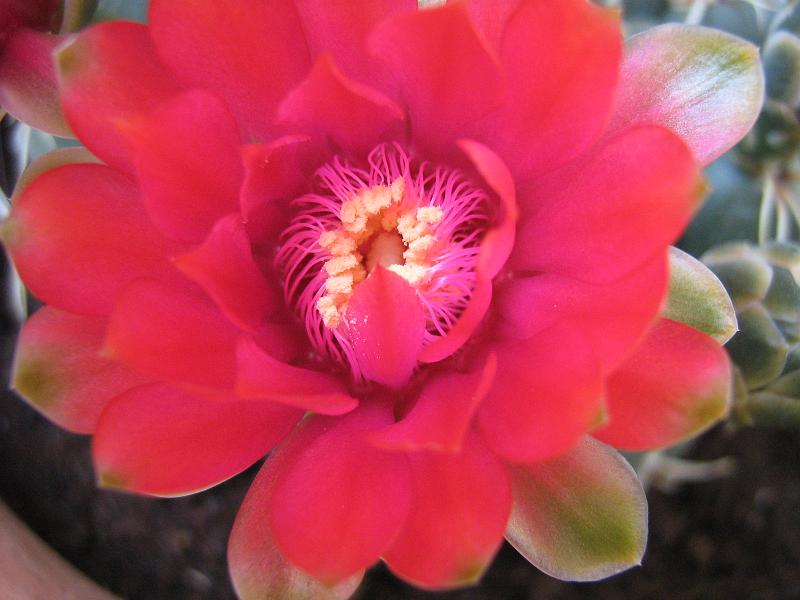 Gymnocalycium baldianum 