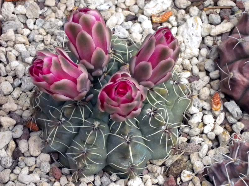 Gymnocalycium baldianum 