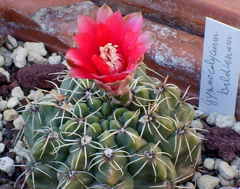 Gymnocalycium baldianum 