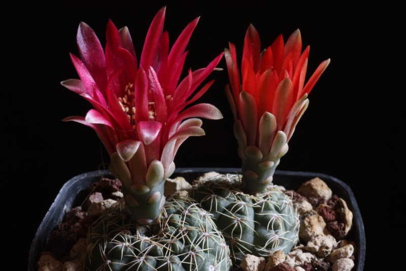 Gymnocalycium baldianum 