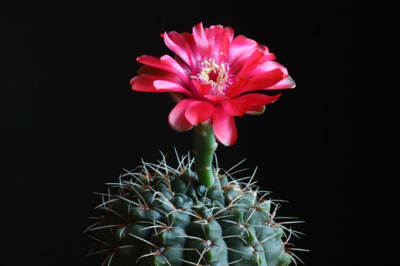 Gymnocalycium baldianum 
