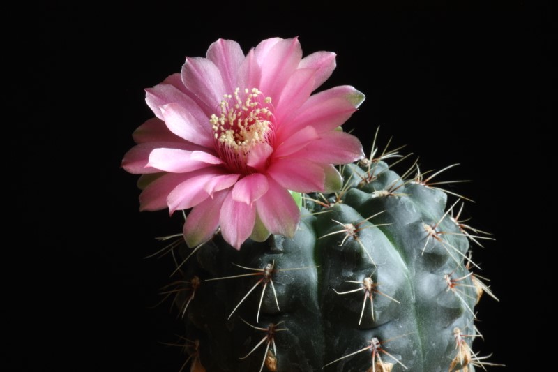 Gymnocalycium baldianum 