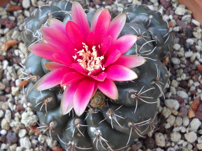 Gymnocalycium baldianum 