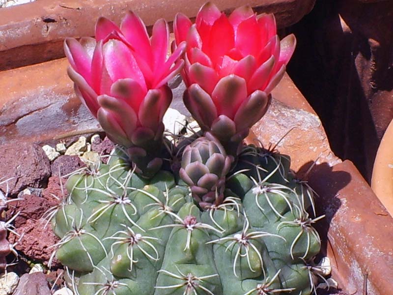 Gymnocalycium baldianum 