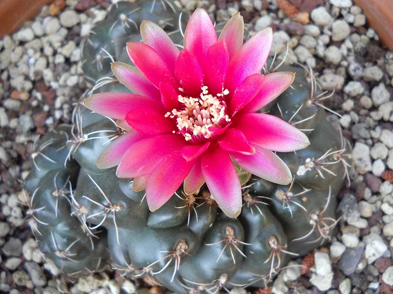 Gymnocalycium baldianum 