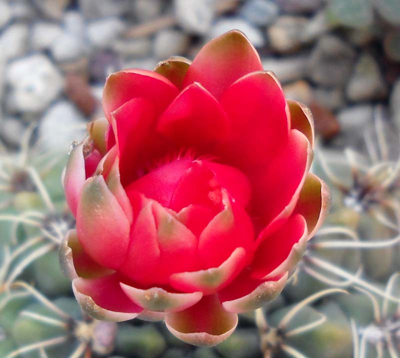 Gymnocalycium baldianum 