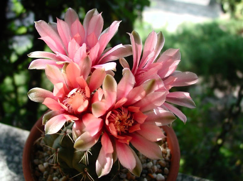 Gymnocalycium baldianum 