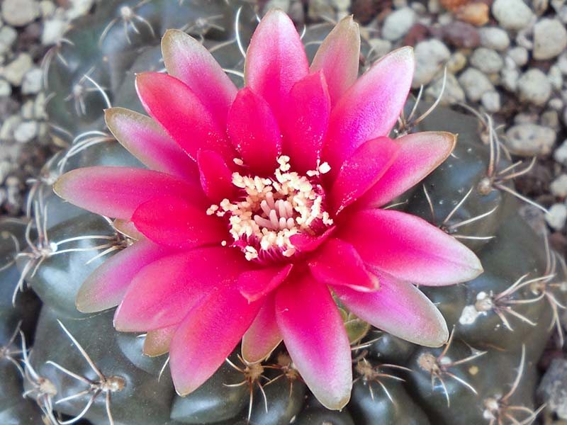 Gymnocalycium baldianum 