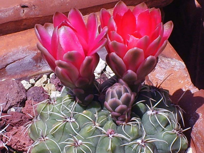 Gymnocalycium baldianum 