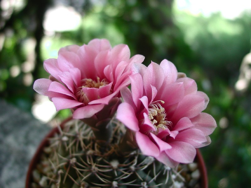 Gymnocalycium baldianum 