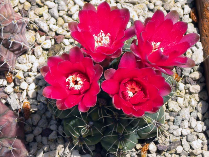 Gymnocalycium baldianum 