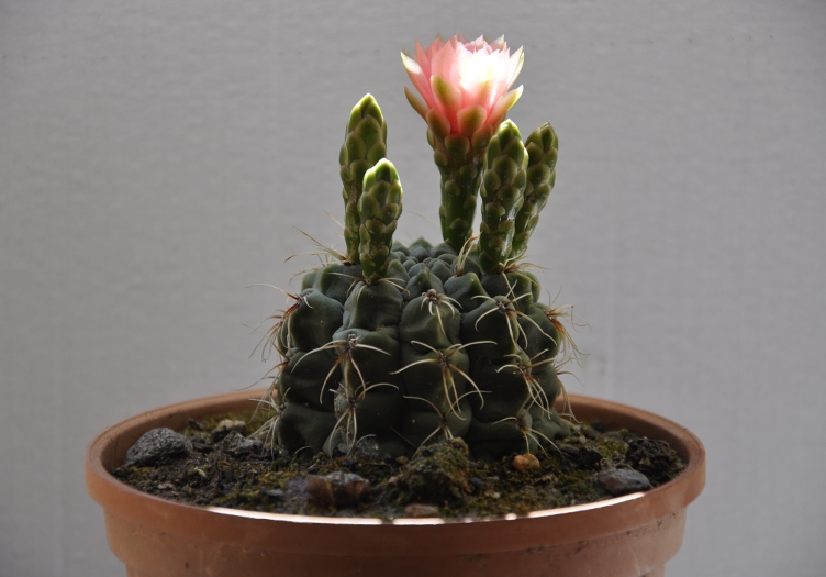 Gymnocalycium baldianum 