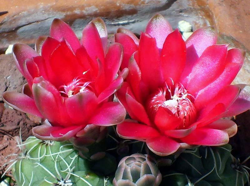 Gymnocalycium baldianum 