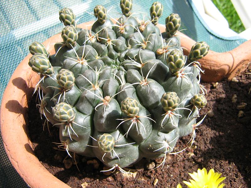 Gymnocalycium baldianum 