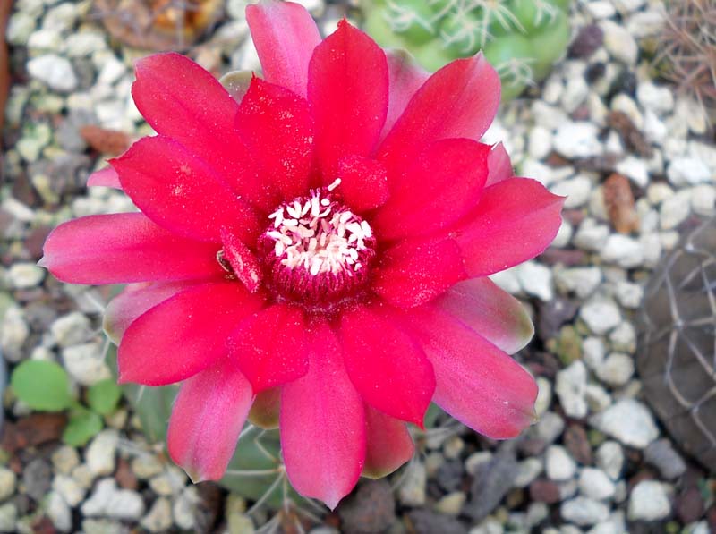 Gymnocalycium baldianum 