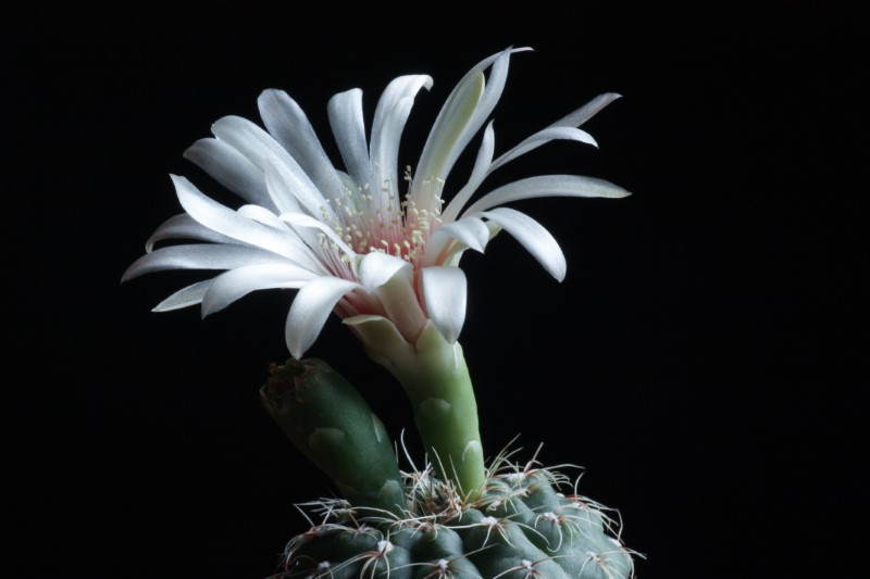 Gymnocalycium baldianum v. albiflorum 