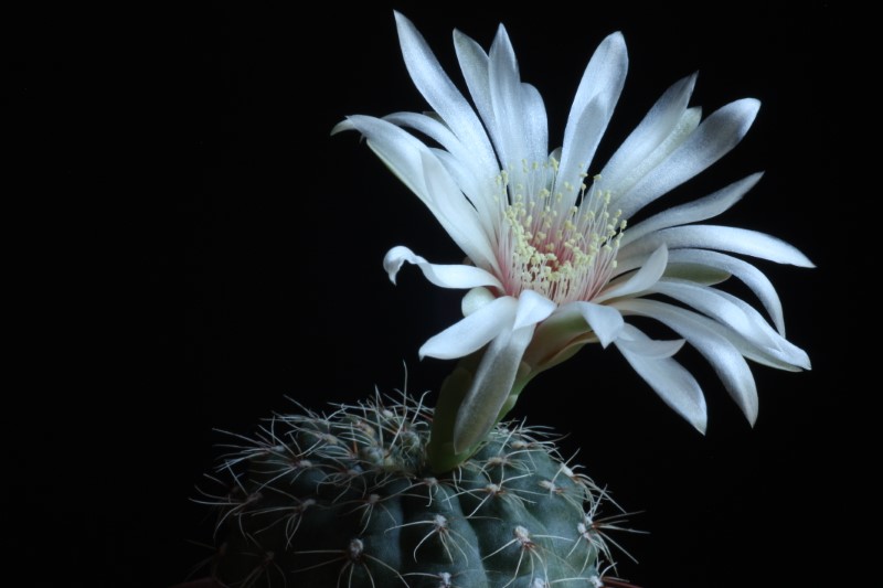 Gymnocalycium baldianum v. albiflorum 