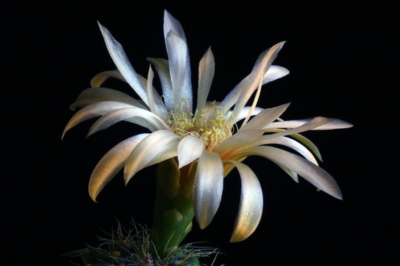 Gymnocalycium baldianum v. albiflorum 