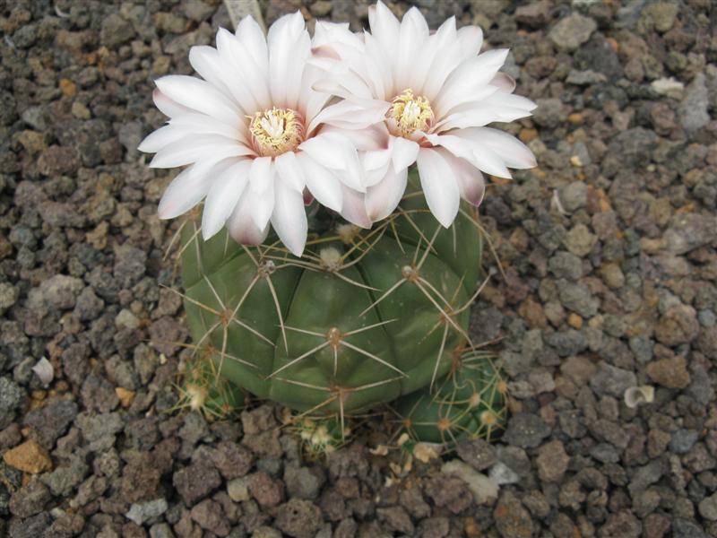 Gymnocalycium baldianum 