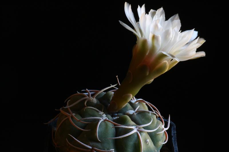 Gymnocalycium bayrianum JL 250