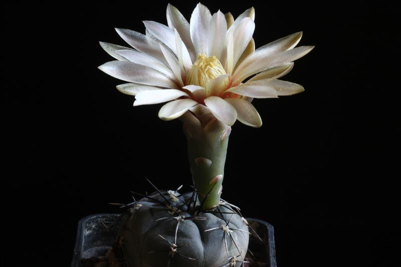 Gymnocalycium berchtii 