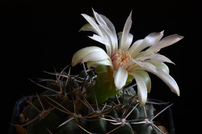 Gymnocalycium bicolor 