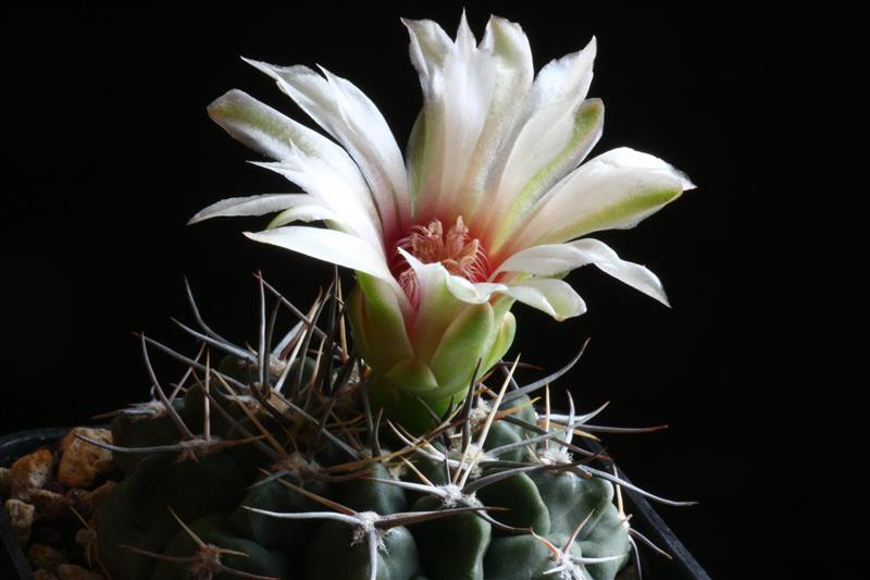 Gymnocalycium bicolor TOM 06-027/1